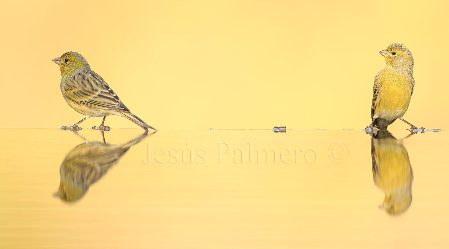 jesúspalmerowildphoto - esu3209copiaweb.jpg