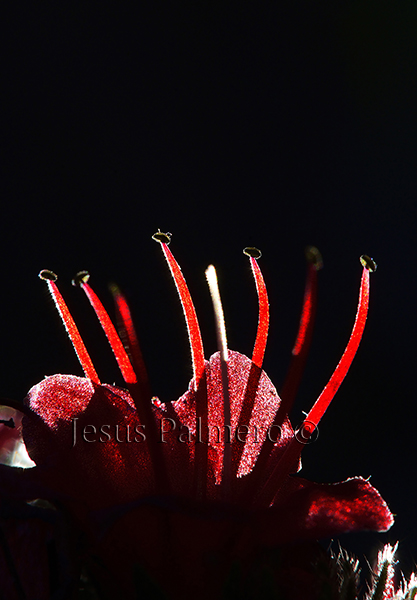 jesúspalmerowildphoto - 5656macroweb.jpg